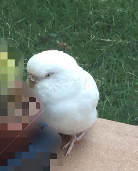 保護鳥の写真