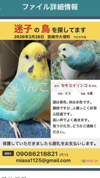 迷い鳥の写真