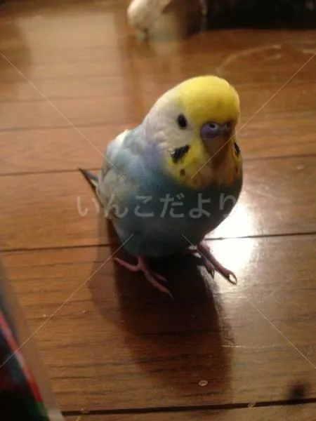 保護鳥の写真