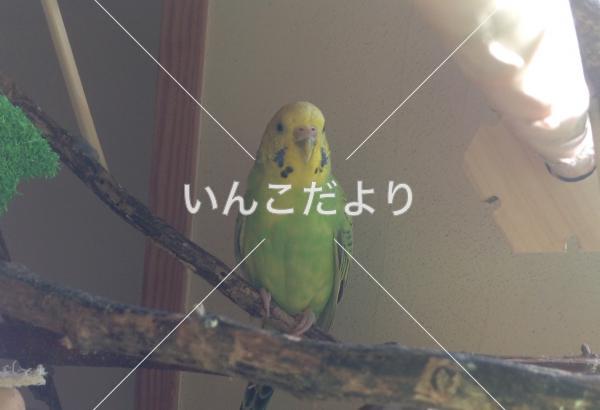 迷い鳥の写真