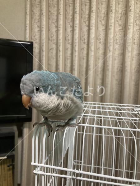 迷い鳥の写真