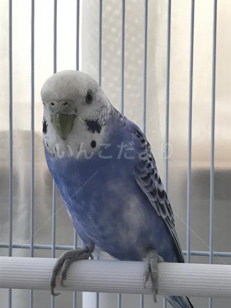 保護鳥の写真