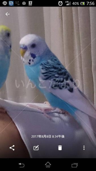 迷い鳥の写真
