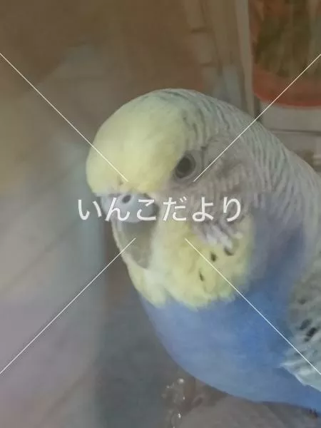 保護鳥の写真
