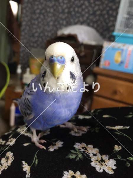 迷い鳥の写真