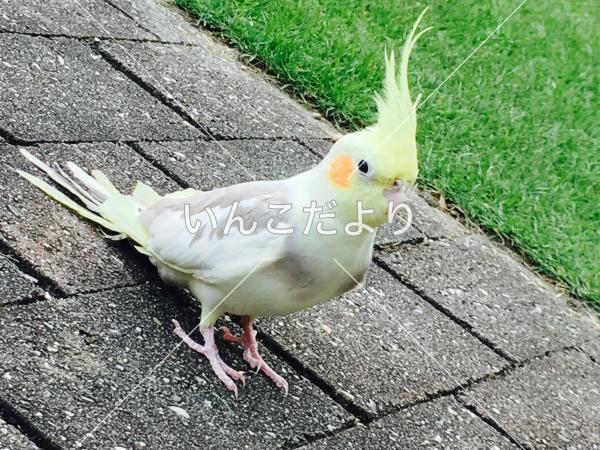 迷い鳥の写真