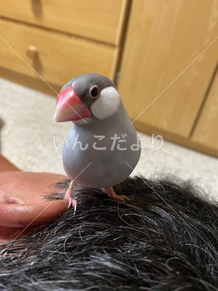 迷い鳥の写真
