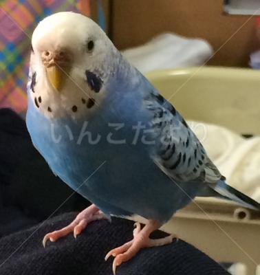 迷い鳥の写真