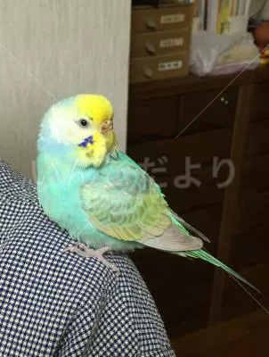 保護鳥の写真