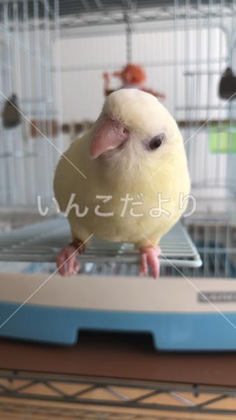 迷い鳥の写真