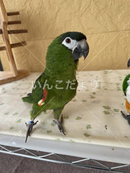 迷い鳥の写真