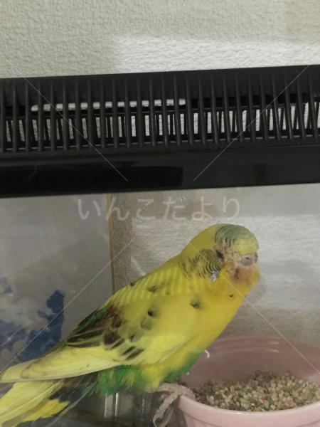 保護鳥の写真