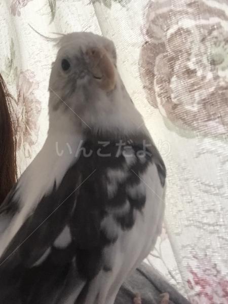 迷い鳥の写真