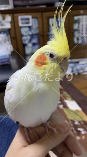 迷い鳥の写真
