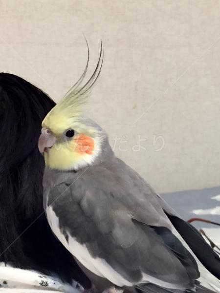 迷い鳥の写真