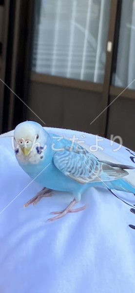 保護鳥の写真