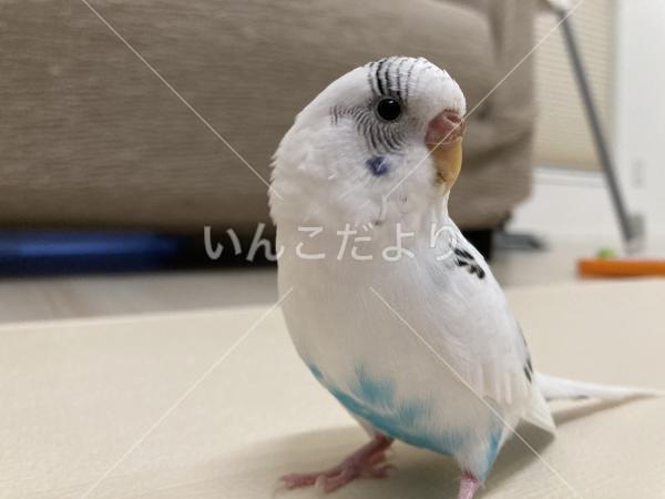 迷い鳥の写真