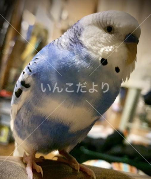 迷い鳥の写真