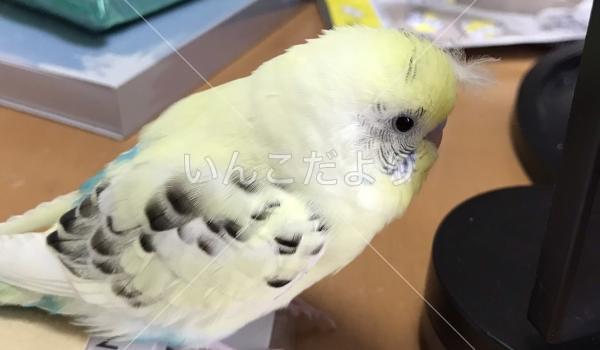 迷い鳥の写真