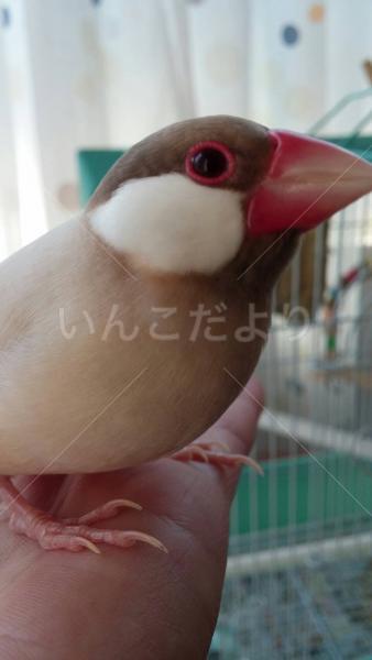 迷い鳥の写真