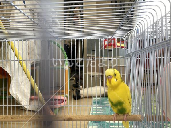 迷い鳥の写真