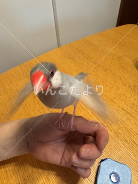迷い鳥の写真