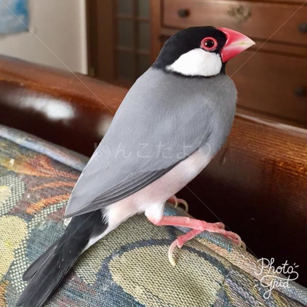 迷い鳥の写真