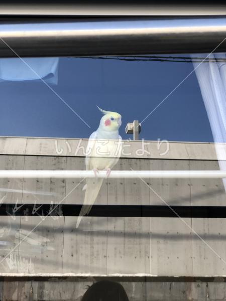 迷い鳥の写真