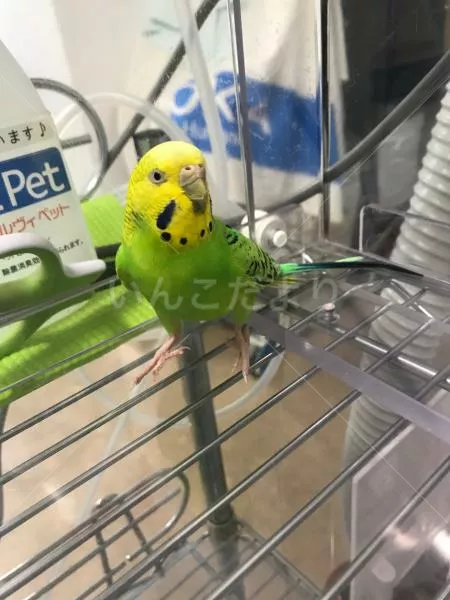 保護鳥の写真