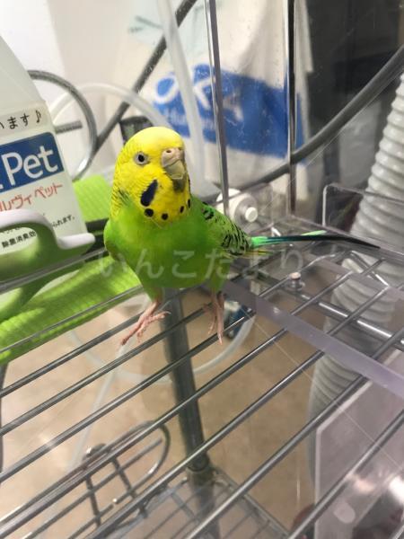 保護鳥の写真