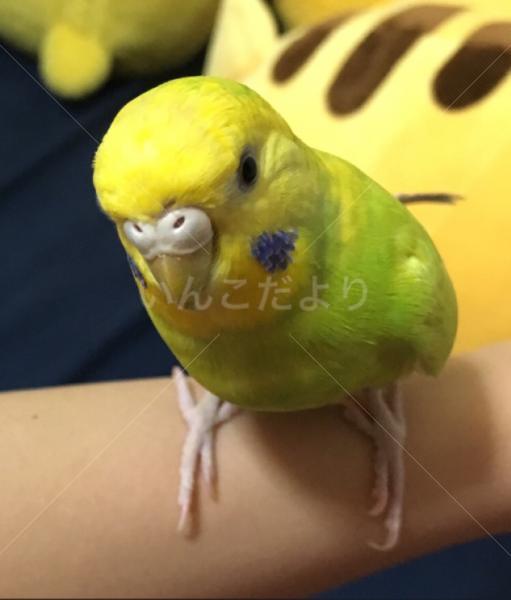 迷い鳥の写真