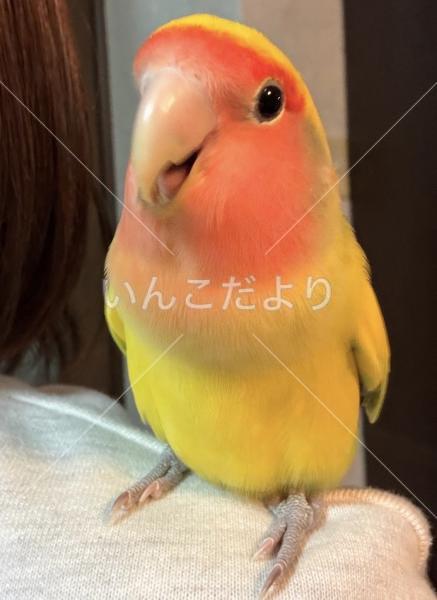 迷い鳥の写真