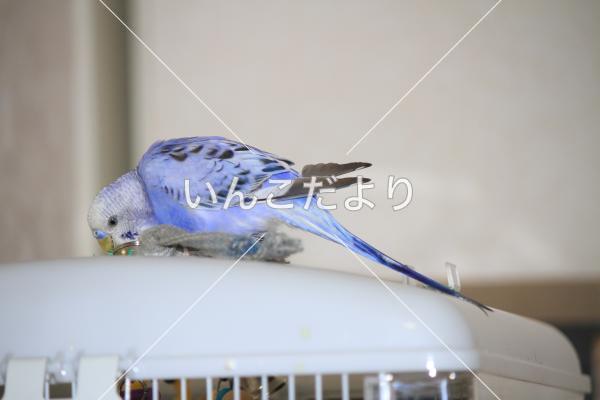 迷い鳥の写真