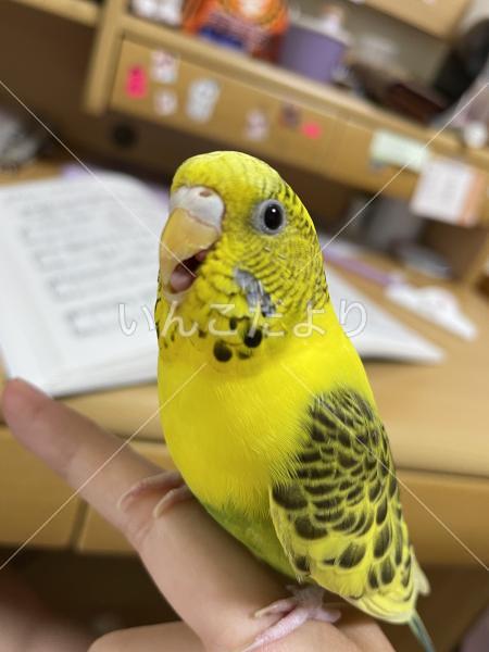 迷い鳥の写真