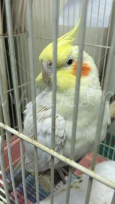 保護鳥の写真