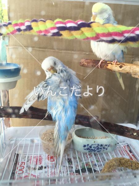迷い鳥の写真