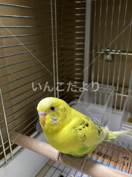 保護鳥の写真