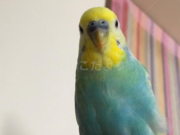 迷い鳥の写真