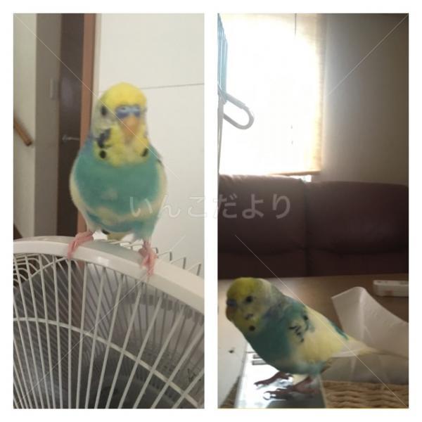 迷い鳥の写真