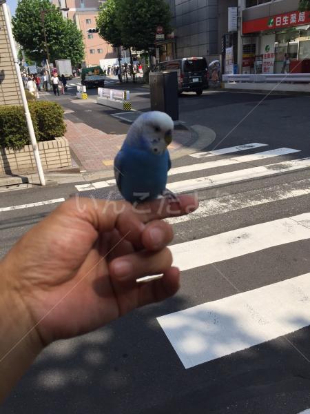 迷い鳥の写真