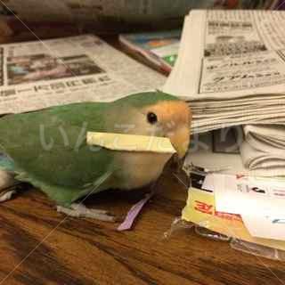 迷い鳥の写真
