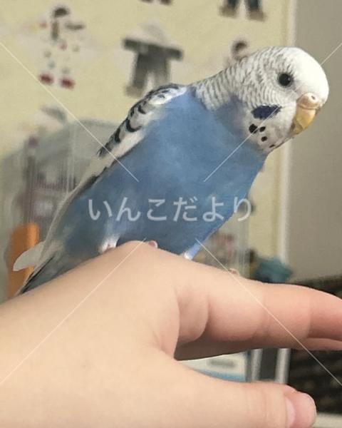 迷い鳥の写真