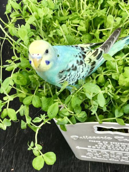 迷い鳥の写真