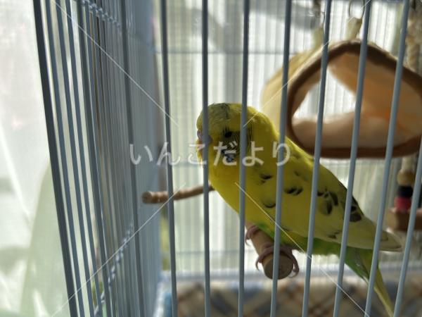 保護鳥の写真