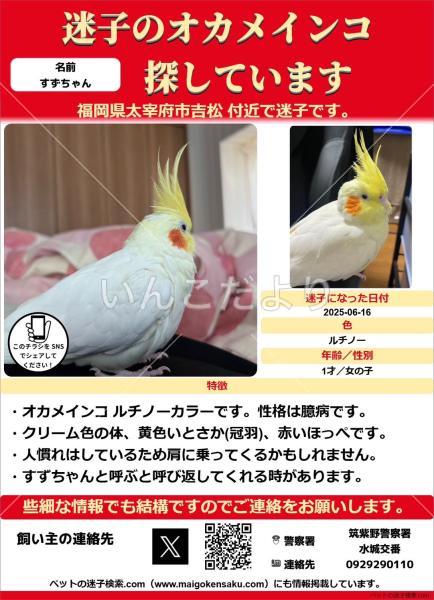 迷い鳥の写真