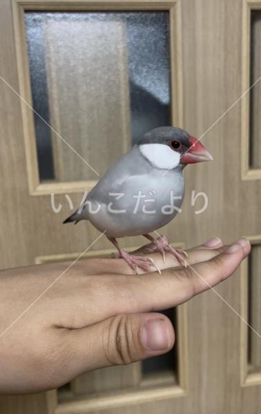 迷い鳥の写真