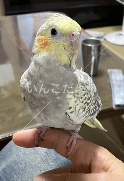 迷い鳥の写真