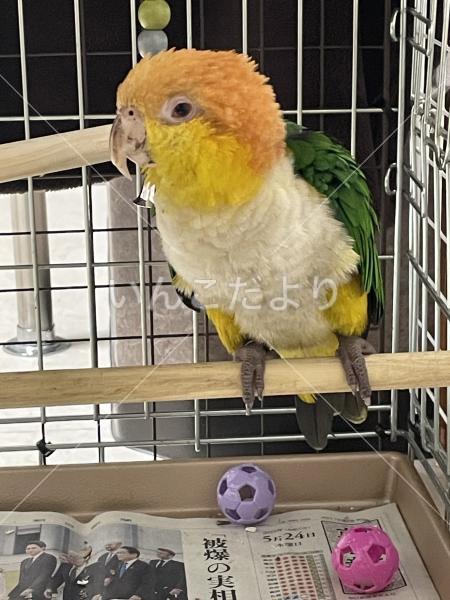 保護鳥の写真