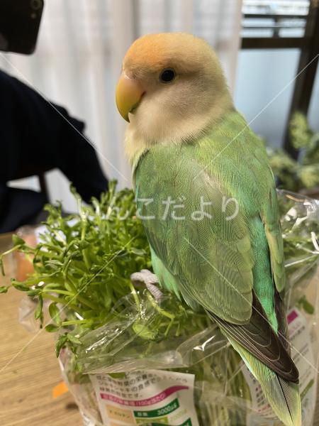 迷い鳥の写真