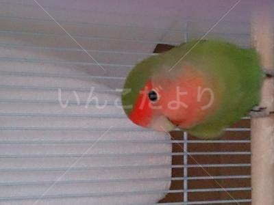 迷い鳥の写真